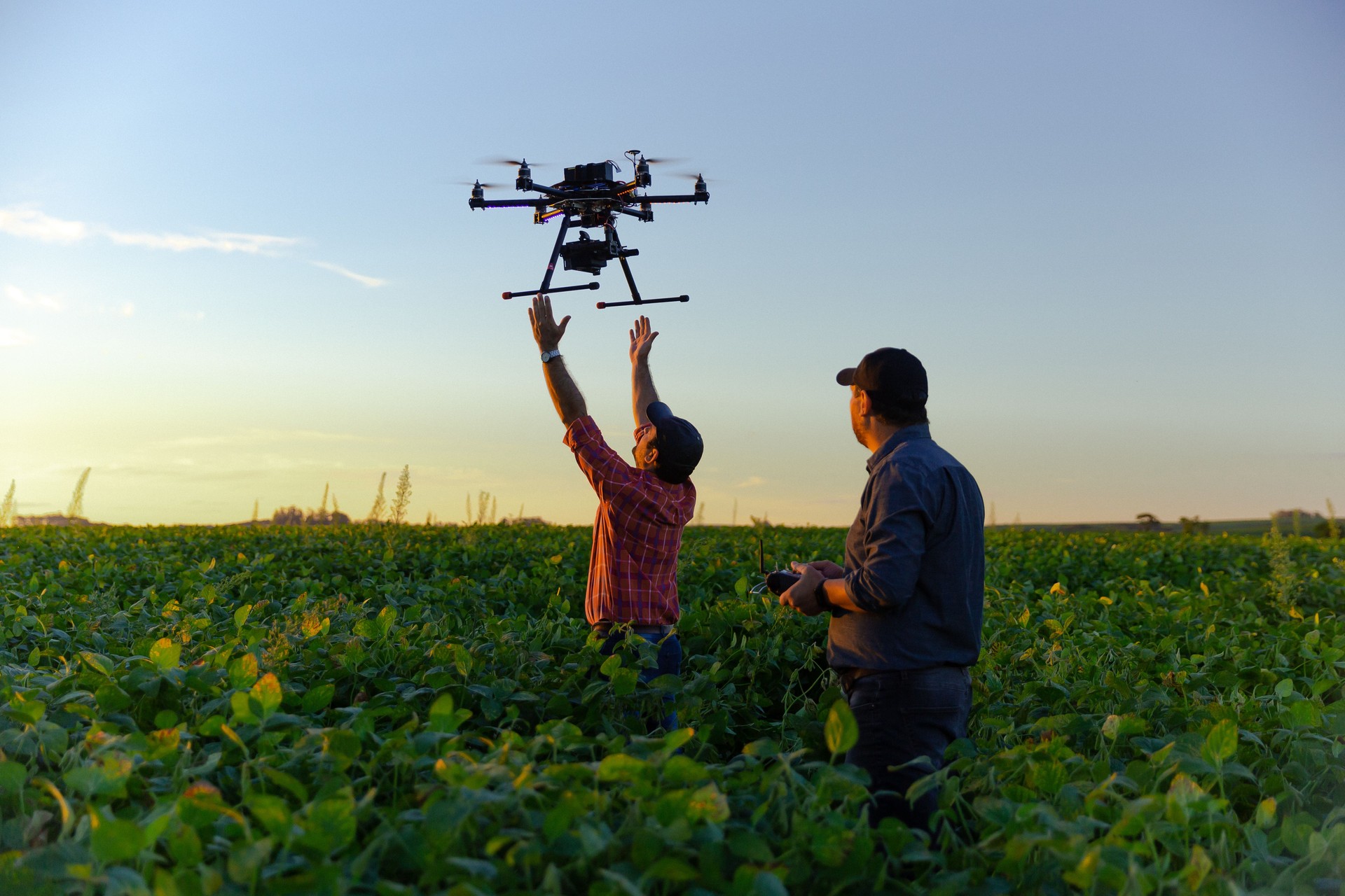 Drone in soybean crop.