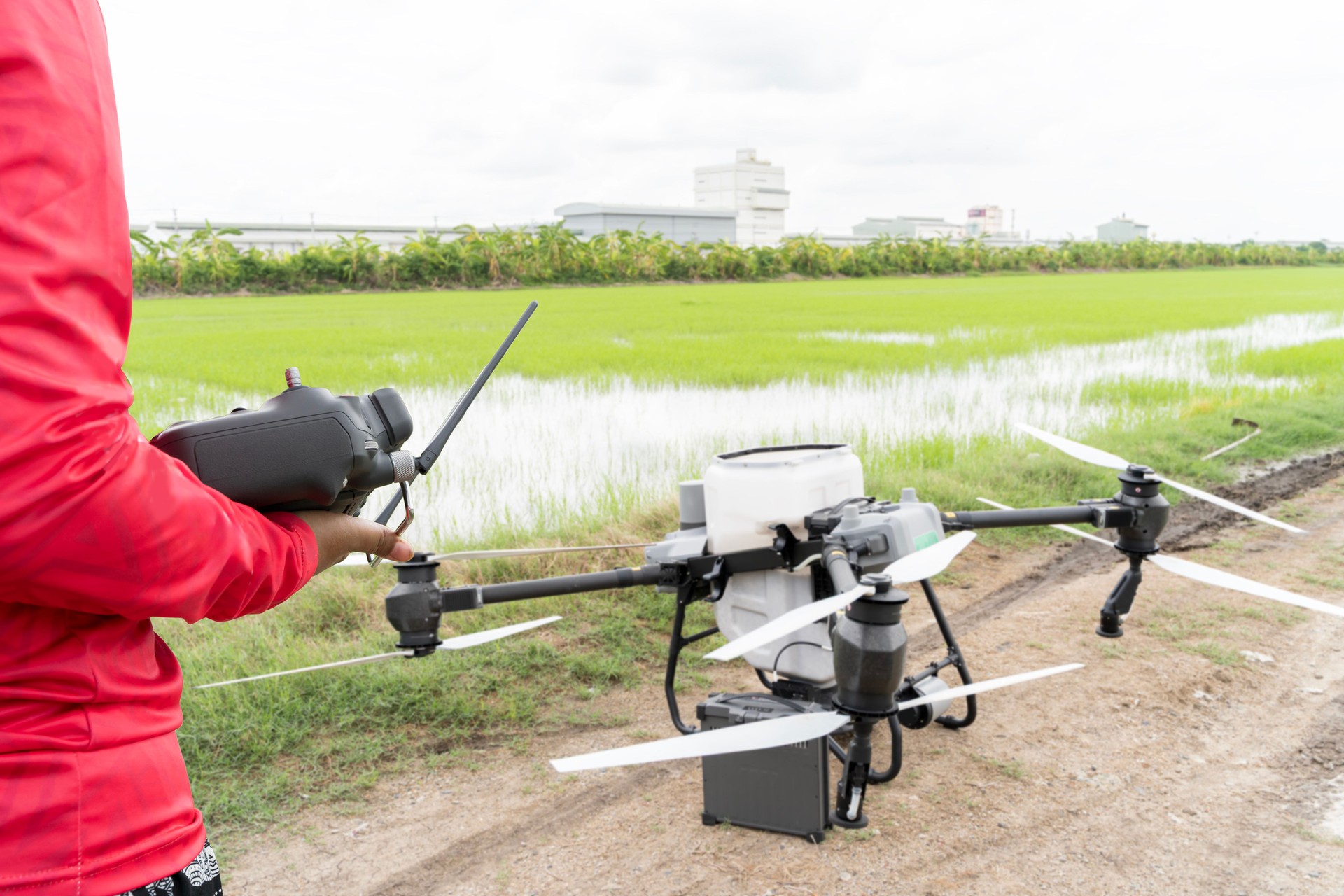 Farmer Operating Agricultural Drone in Rice Field with Remote Controller for Smart Farming Technology Concept